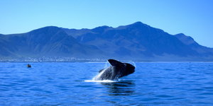 Hermanus Whale Watching